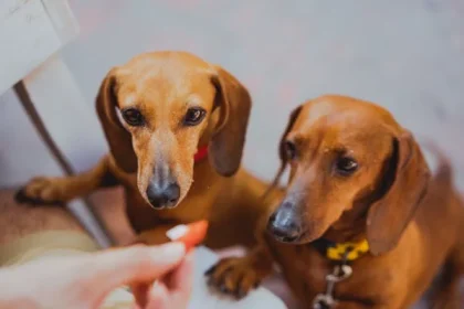 educator collar for dogs